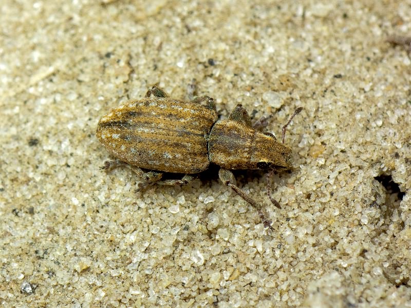 Sitona lepidus Gyllenhal, 1834